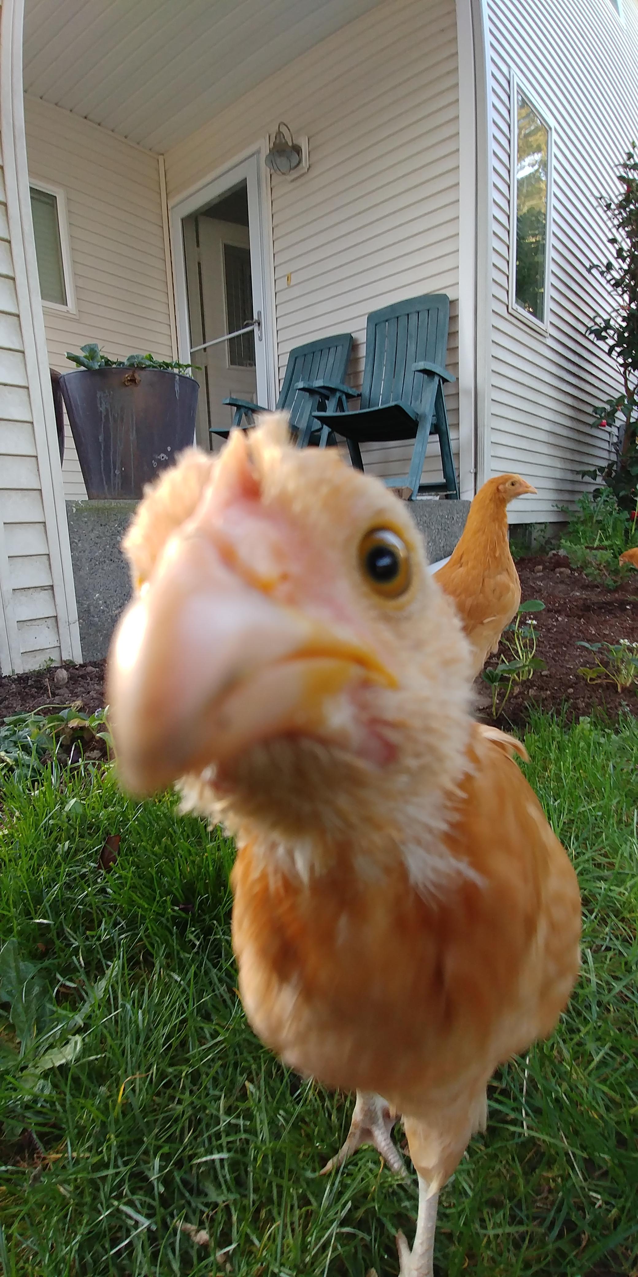 A chicken looking at the camera.